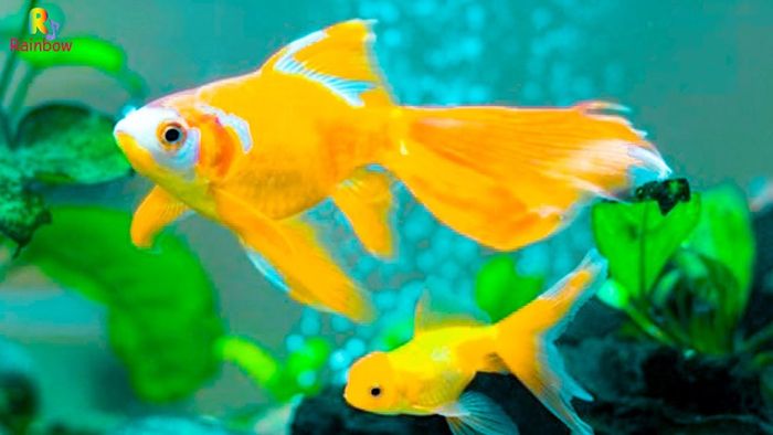 Cá Vàng - một trong những loài cá cảnh đáng yêu nhất với vẻ ngoài lộng lẫy ảnh 1