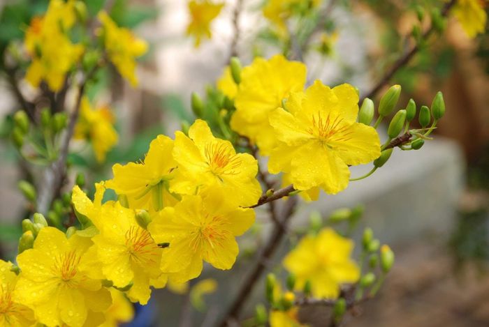 Sắc vàng rực rỡ của hoa mai báo hiệu xuân sang