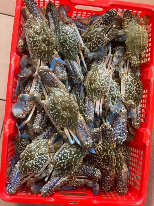 Không gian trưng bày hải sản tươi sống tại Hải Sản Tươi Sống Phôi Cà Mau