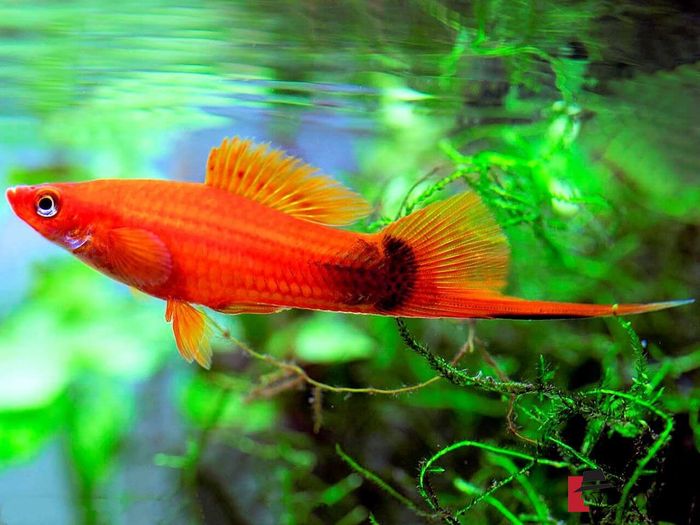 Cá Đuôi Kiếm - biểu tượng của sự thanh lịch với thanh kiếm tự nhiên đầy ấn tượng ảnh 1