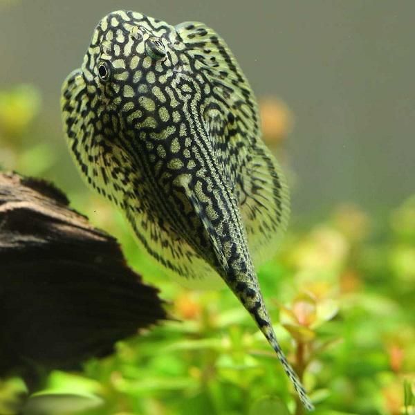 Cá Lau Kiếng - Người bạn không thể thiếu giúp bể cá luôn trong sạch ảnh 1