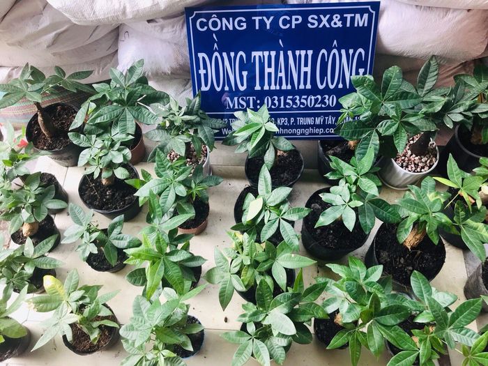 Đồng Thành Công ảnh 1