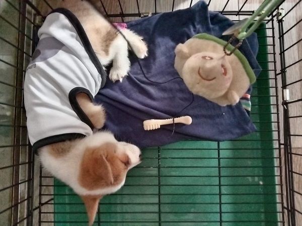 Thanh Vy Petcare hình ảnh 2