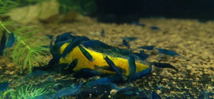 Hình ảnh Vin Aqua - Thiên đường cá cảnh và tép cảnh