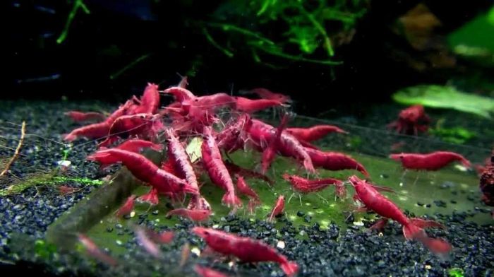 Bộ sưu tập tép cảnh đa dạng tại Thủy Sinh Long