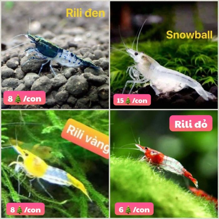 Không gian trưng bày ấn tượng tại Thủy Sinh Long
