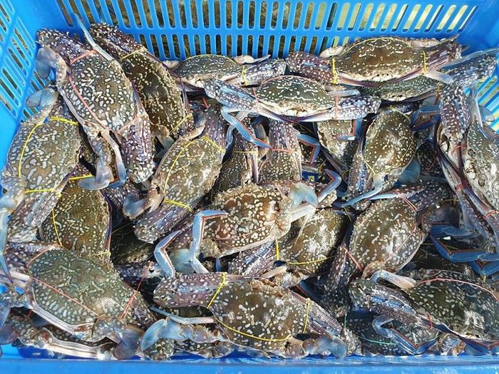 Gánh Hải Sản - Tươi ngon từ biển cả
