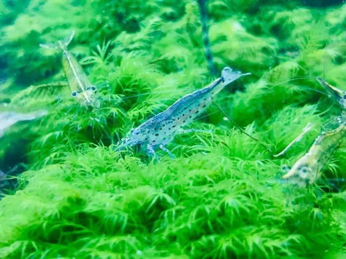 Không gian trưng bày ấn tượng tại Trung Aquarium