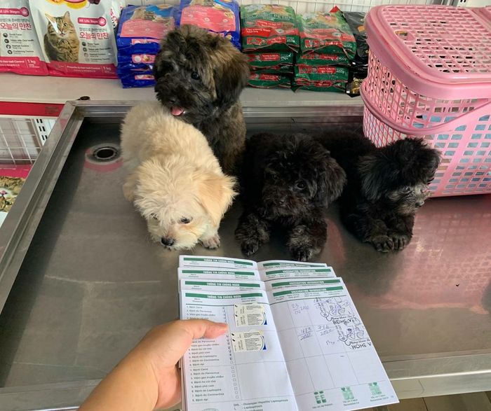 Thú Y Home Vet hình ảnh 2