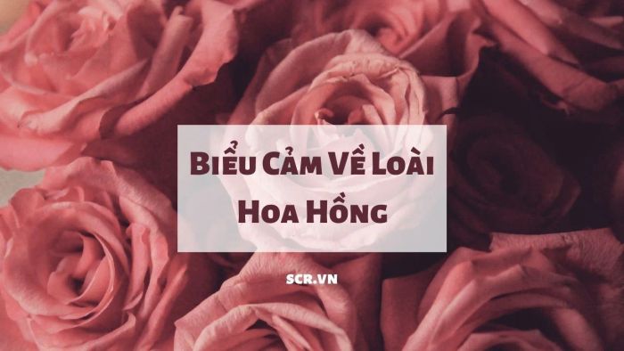 Hình ảnh minh họa số 1 - Nguồn tham khảo internet