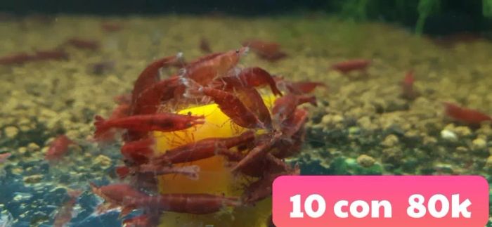 Hình ảnh đa dạng về thế giới thủy sinh tại Vin Aqua