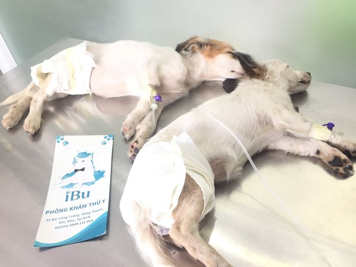 Phòng Khám Thú Y IBU hình ảnh 1