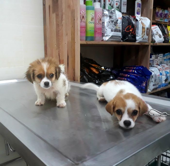 Phòng Khám Thú Y DCVET hình ảnh 2