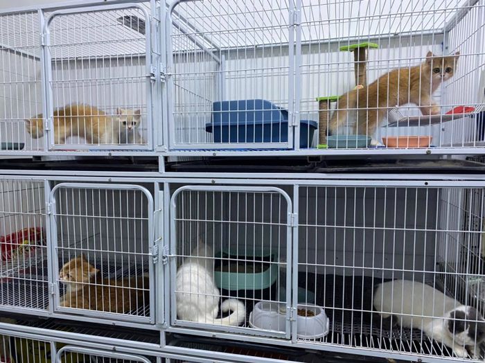 Phòng Khám Thú Y City Vet Clinic hình ảnh 3
