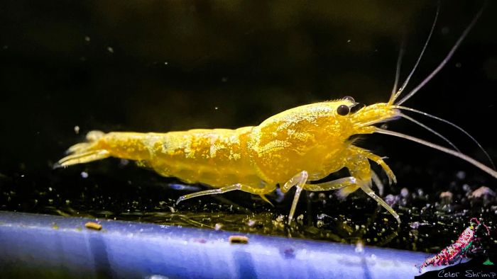 Không gian trưng bày ấn tượng tại Color Shrimp Studio