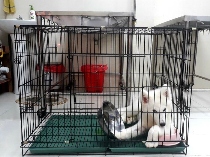 Phòng Khám Thú Y DCVET hình ảnh 3