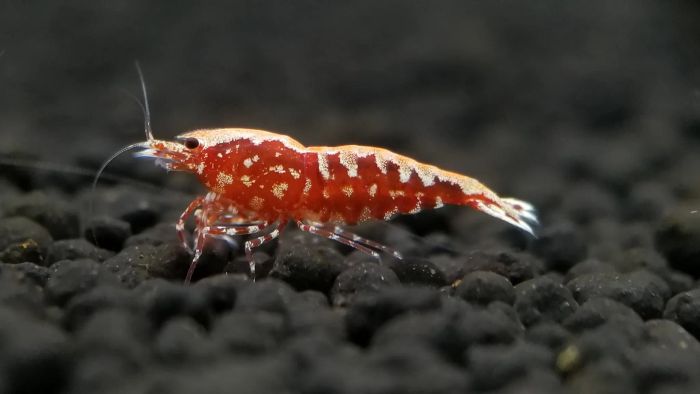 Bộ sưu tập tép cảnh đa sắc tại Color Shrimp Studio