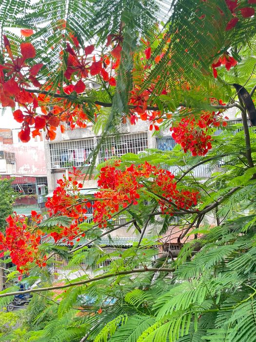 Hình ảnh ấn tượng về Trường THCS Trường Chinh: Kiến trúc khang trang với khuôn viên xanh mát, tạo không gian học tập lý tưởng cho thế hệ tương lai.