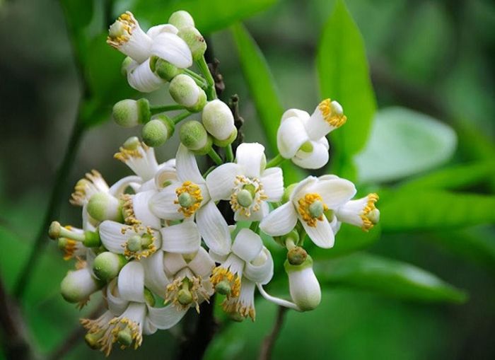 Hình ảnh minh họa: Vườn bưởi trắng ngần trong nắng tháng Ba