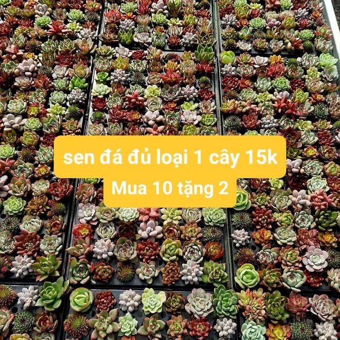 Hình ảnh ấn tượng tại Mr.Rin Garden - Vương quốc sen đá