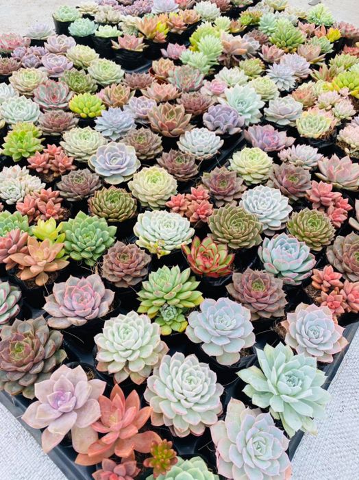 Bộ sưu tập hình ảnh đặc sắc tại Vườn Sen Đá Donald's Garden