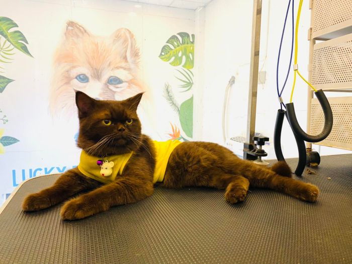 Không gian phòng khám hiện đại và thân thiện tại LV Pet
