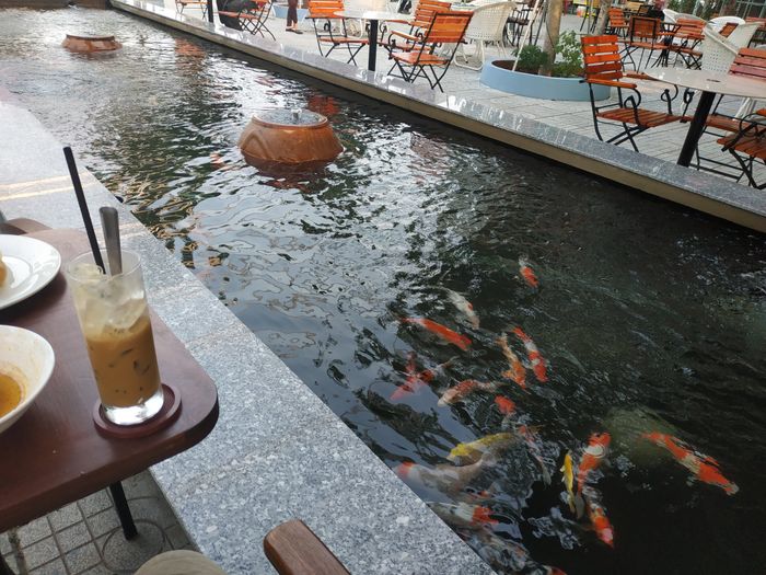 Đàn cá Koi đầy màu sắc tại Cafe Nâu Cá Koi