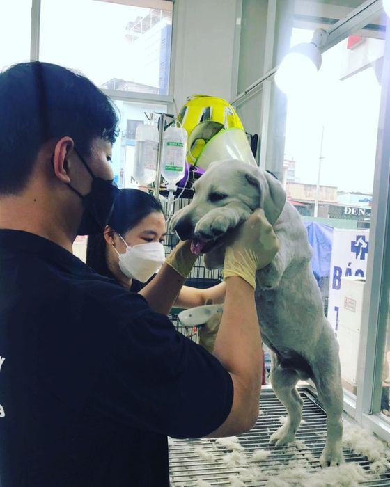 Đội ngũ bác sĩ tận tâm và chuyên nghiệp tại Thú Y Sagovet