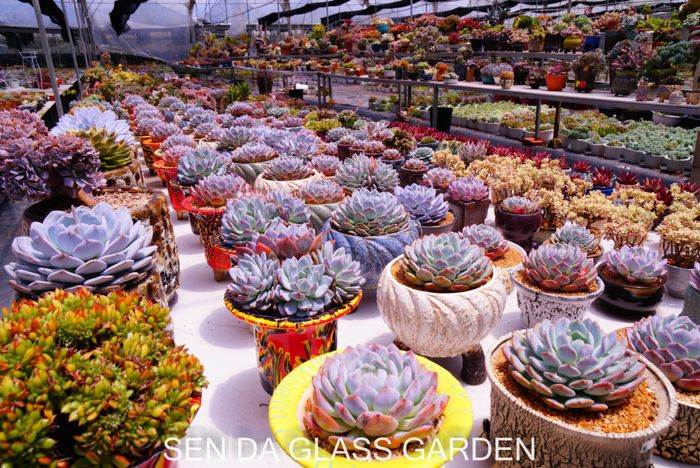 Khám phá vẻ đẹp mê hoặc tại Glass Garden