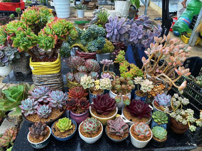 Khám phá vẻ đẹp độc đáo tại Bá Vương Garden - Vương quốc sen đá