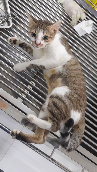 Hệ thống trang thiết bị y tế tiêu chuẩn tại Thú Y My Pet