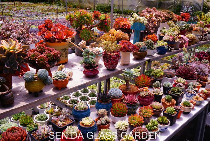 Bộ sưu tập hình ảnh độc đáo từ Glass Garden