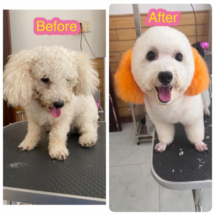 Hình ảnh đội ngũ bác sĩ tận tâm tại Thú Y My Pet