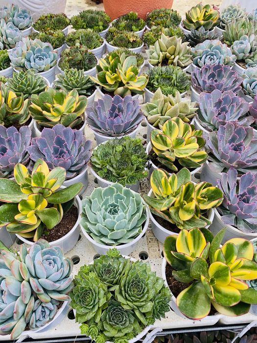 Bộ sưu tập hình ảnh đẹp mê hoặc tại Đà Lạt Succulent Garden