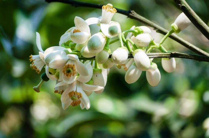 Hình ảnh: Những cánh hoa bưởi rơi trong chiều tháng Ba
