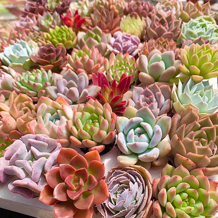 Khám phá vẻ đẹp mê hoặc tại Vườn Sen Đá Hoàng Dương Garden
