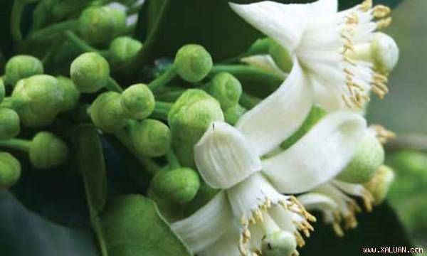 Hình ảnh: Đóa hoa bưởi trắng ngần - biểu tượng tình yêu thuần khiết