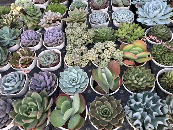 Khám phá vẻ đẹp độc đáo tại Hoàng Gia Trang Garden