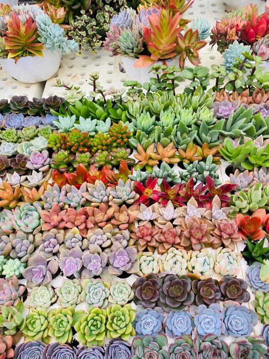 Khám phá vẻ đẹp độc đáo tại Đà Lạt Succulent Garden