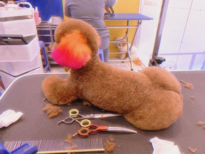 Hệ thống phòng khám và trang thiết bị hiện đại tại LV Pet