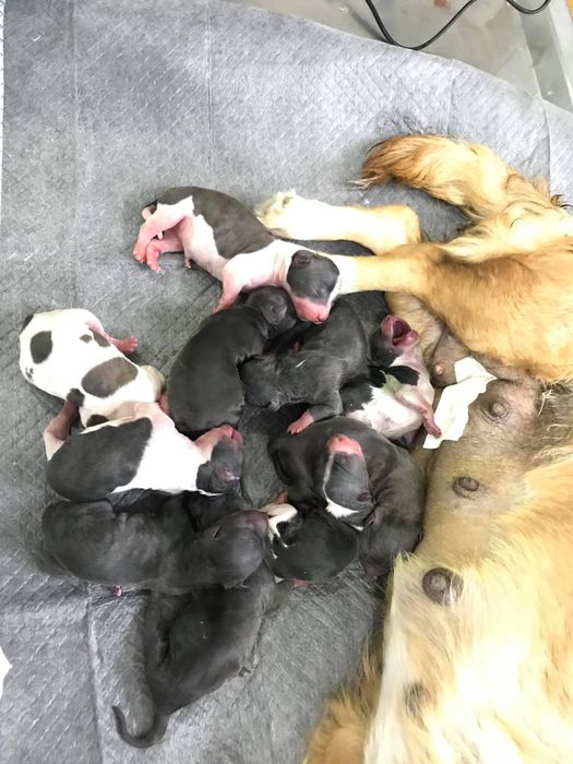 Hình ảnh không gian phòng khám ấm cúng tại Thú Y My Pet