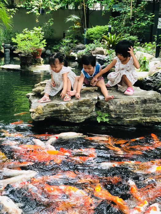 Thác nước nhân tạo và hồ cá Koi rực rỡ tại Cà Phê Cá Koi Hoa Phương Nam