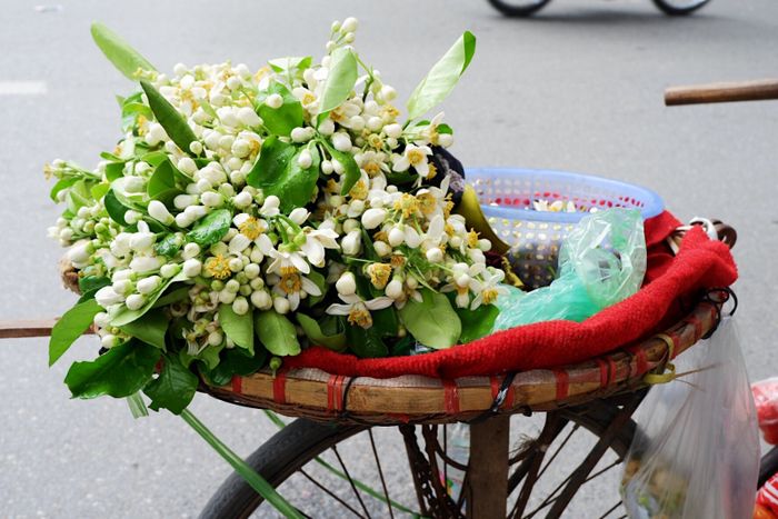 Hình ảnh: Chùm hoa bưởi trắng tinh khôi trong nắng sớm
