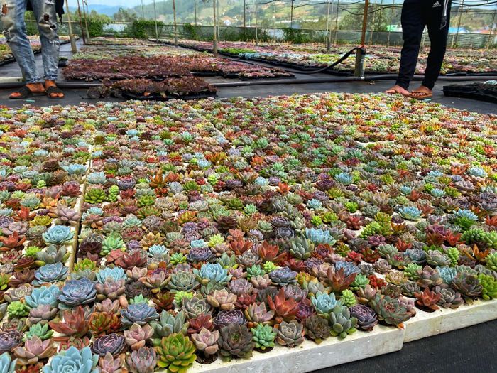 Bộ sưu tập hình ảnh ấn tượng từ Bá Vương Garden