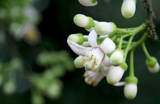Hình ảnh: Vườn bưởi trắng xóa trong nắng tháng Ba