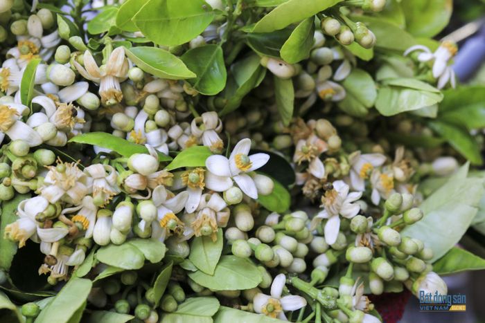 Hình ảnh: Chùm hoa bưởi trắng muốt trong nắng tháng Ba