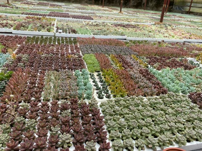 Hình ảnh ấn tượng về vườn sen đá Donald's Garden