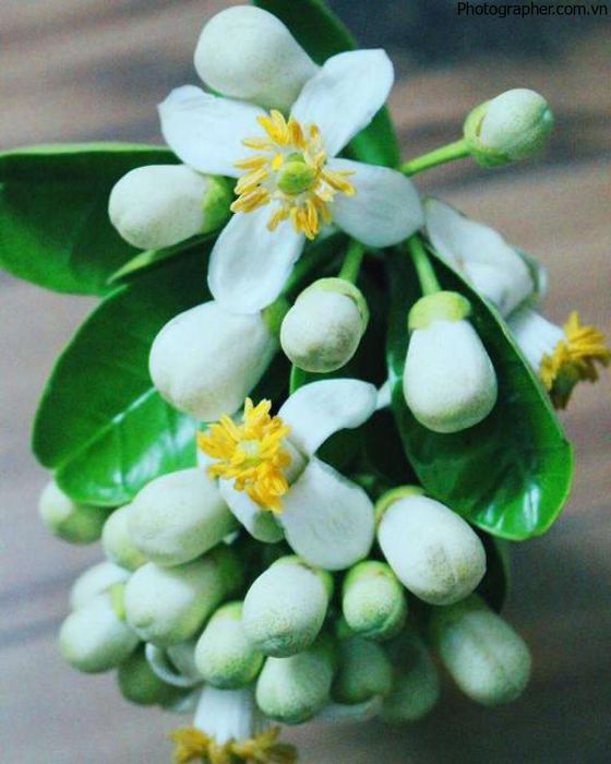 Hình ảnh: Hoa bưởi trắng tinh khôi trong nắng tháng Ba