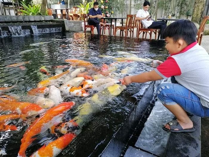 Góc thư giãn lý tưởng bên hồ cá Koi tại Koi Cafe