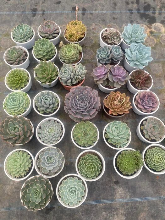 Bộ sưu tập hình ảnh ấn tượng từ Hoàng Gia Trang Garden